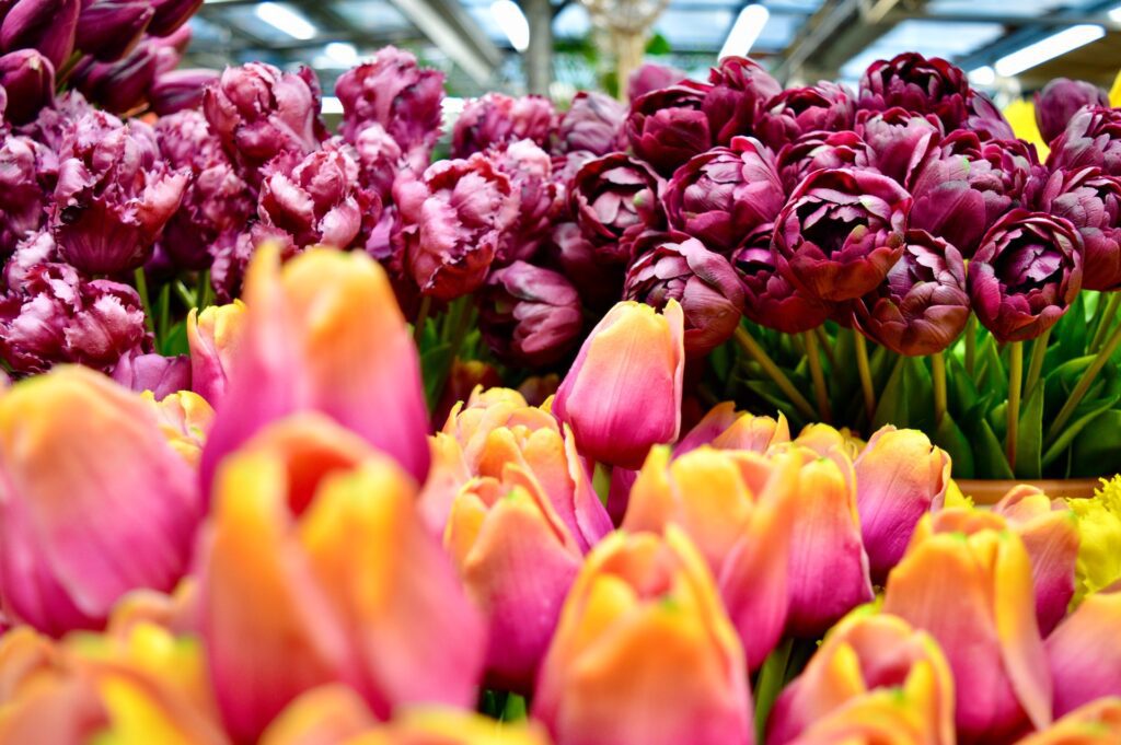 Bloemenmarkt, Amsterdam