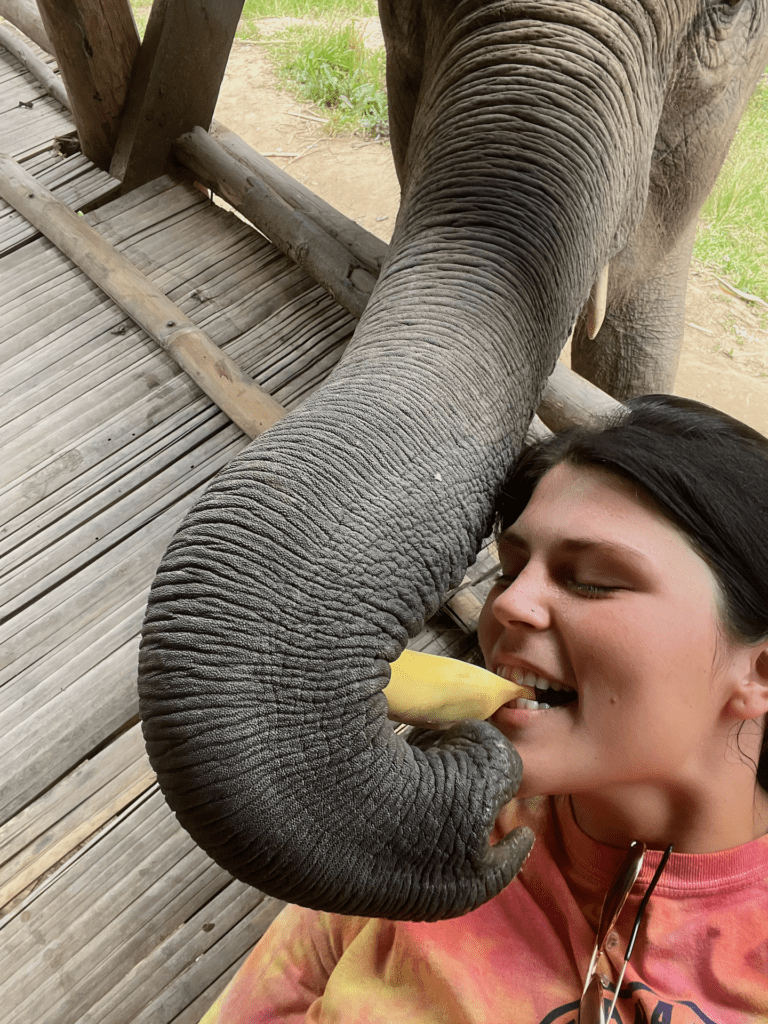 elephant thailand