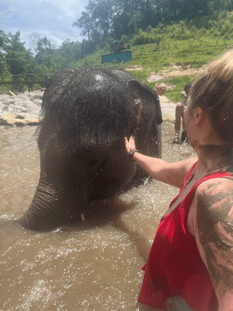 elephant camp thailand 