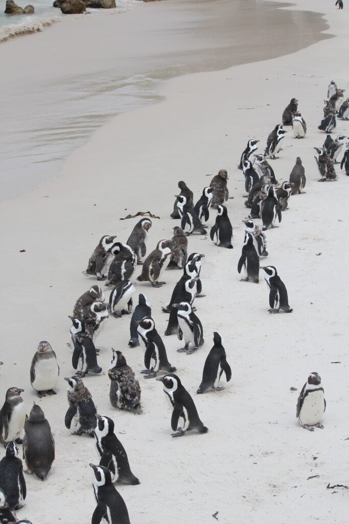 phillips island penguin parade 